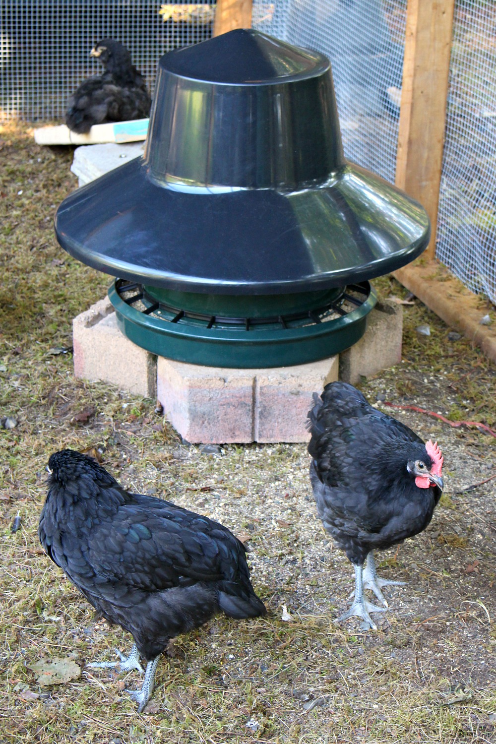 Covered Poultry Feeder