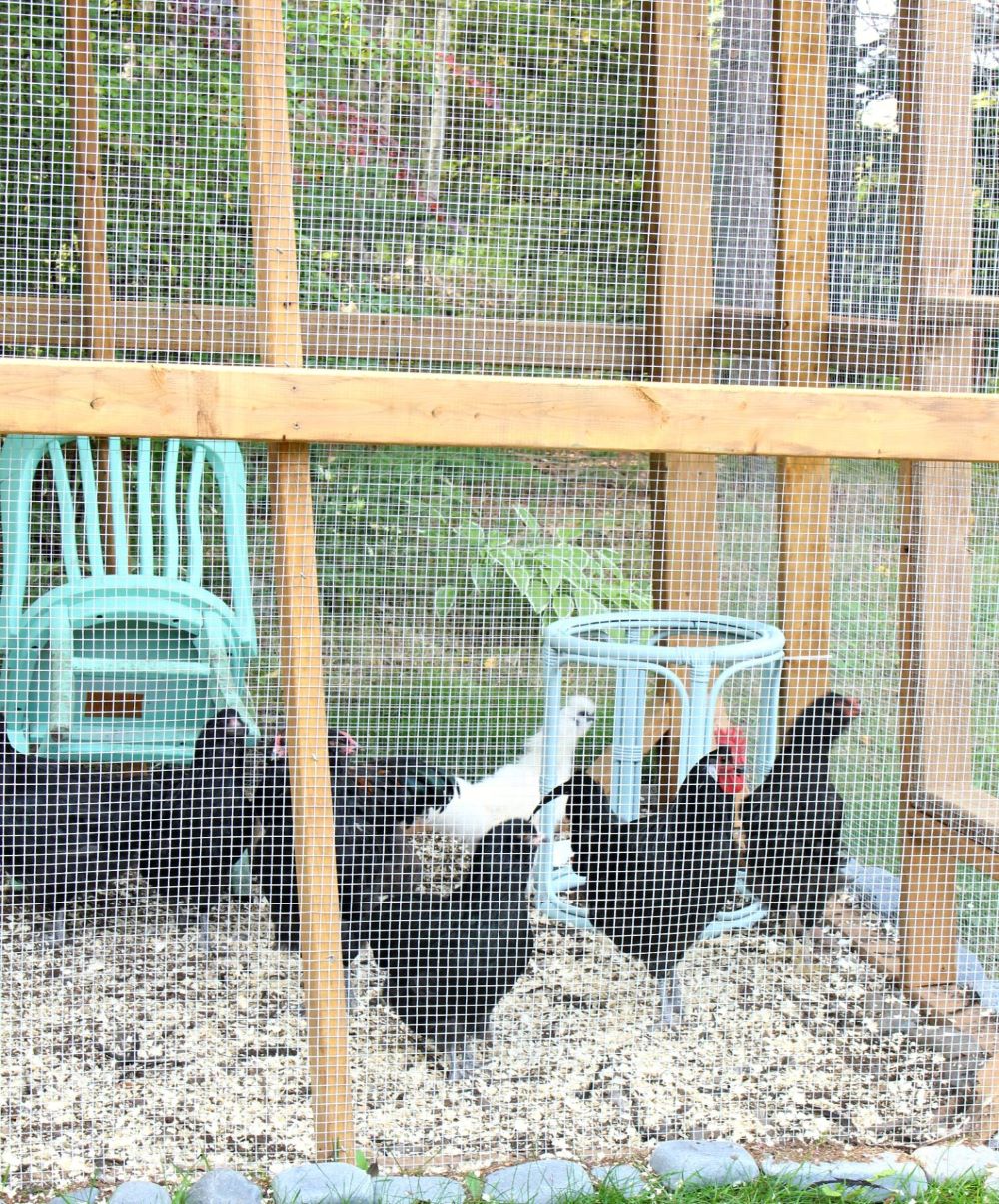 Chicken Run for Small Spaces
