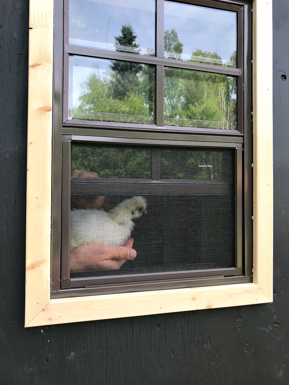 Trim Out a Shed Window