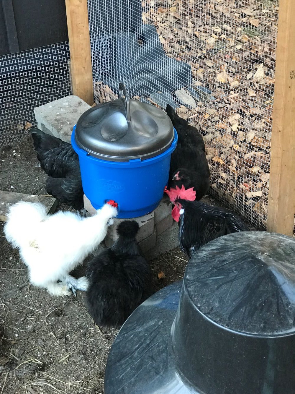 Heated Waterer for Chickens Review
