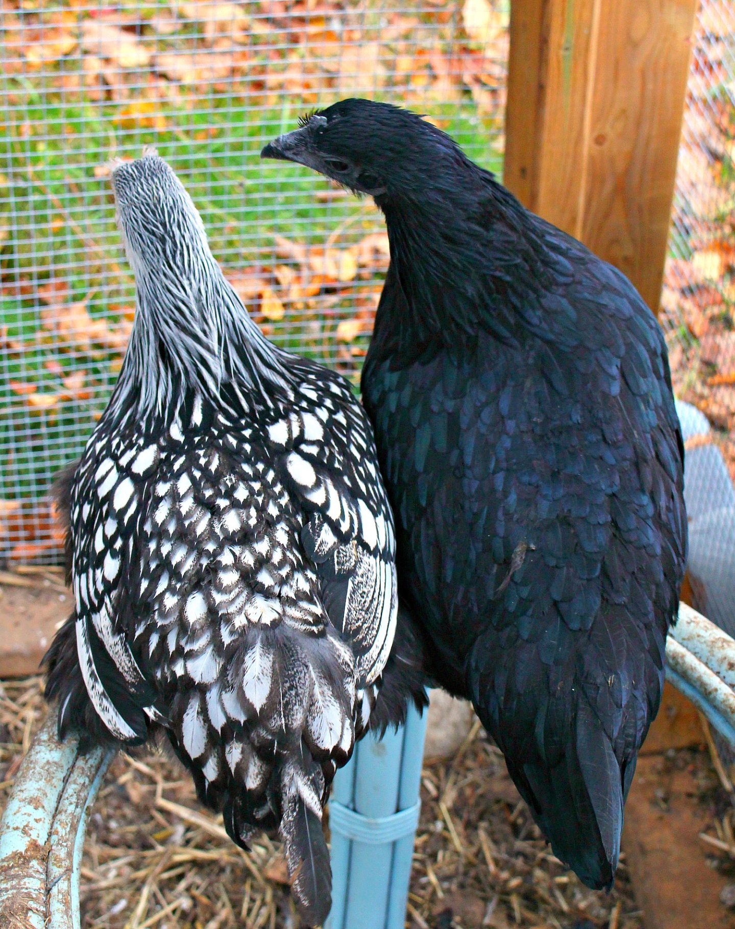 Ayam Cemani and Wyandotte Friends