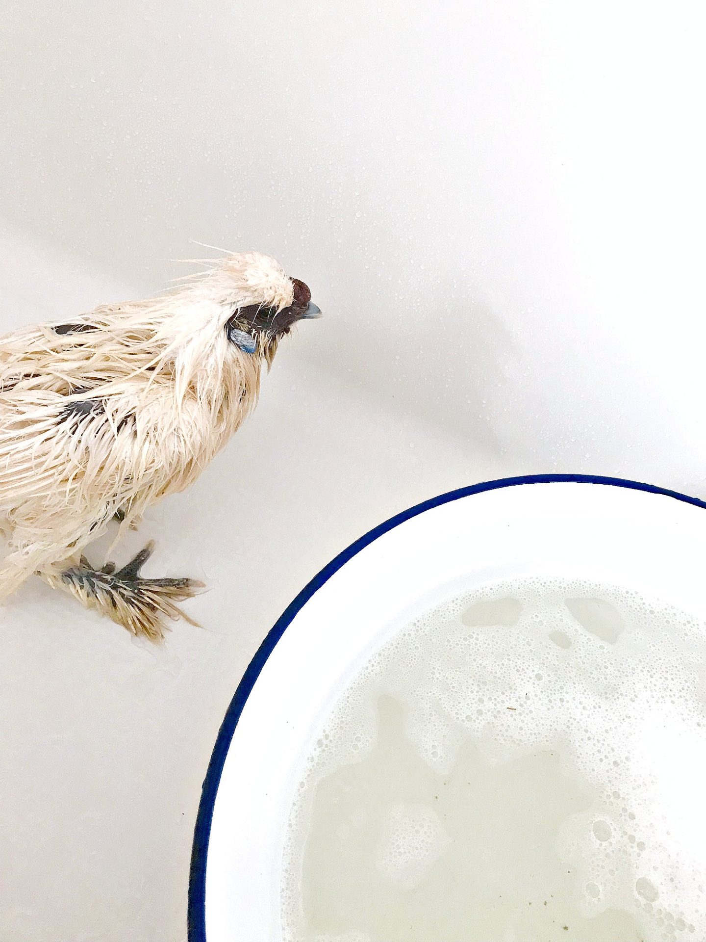 Tips on Bathing a Chicken