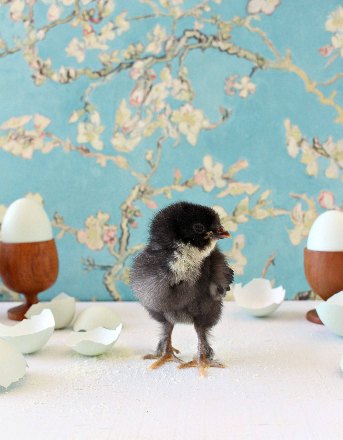 Photos of Baby Chickens