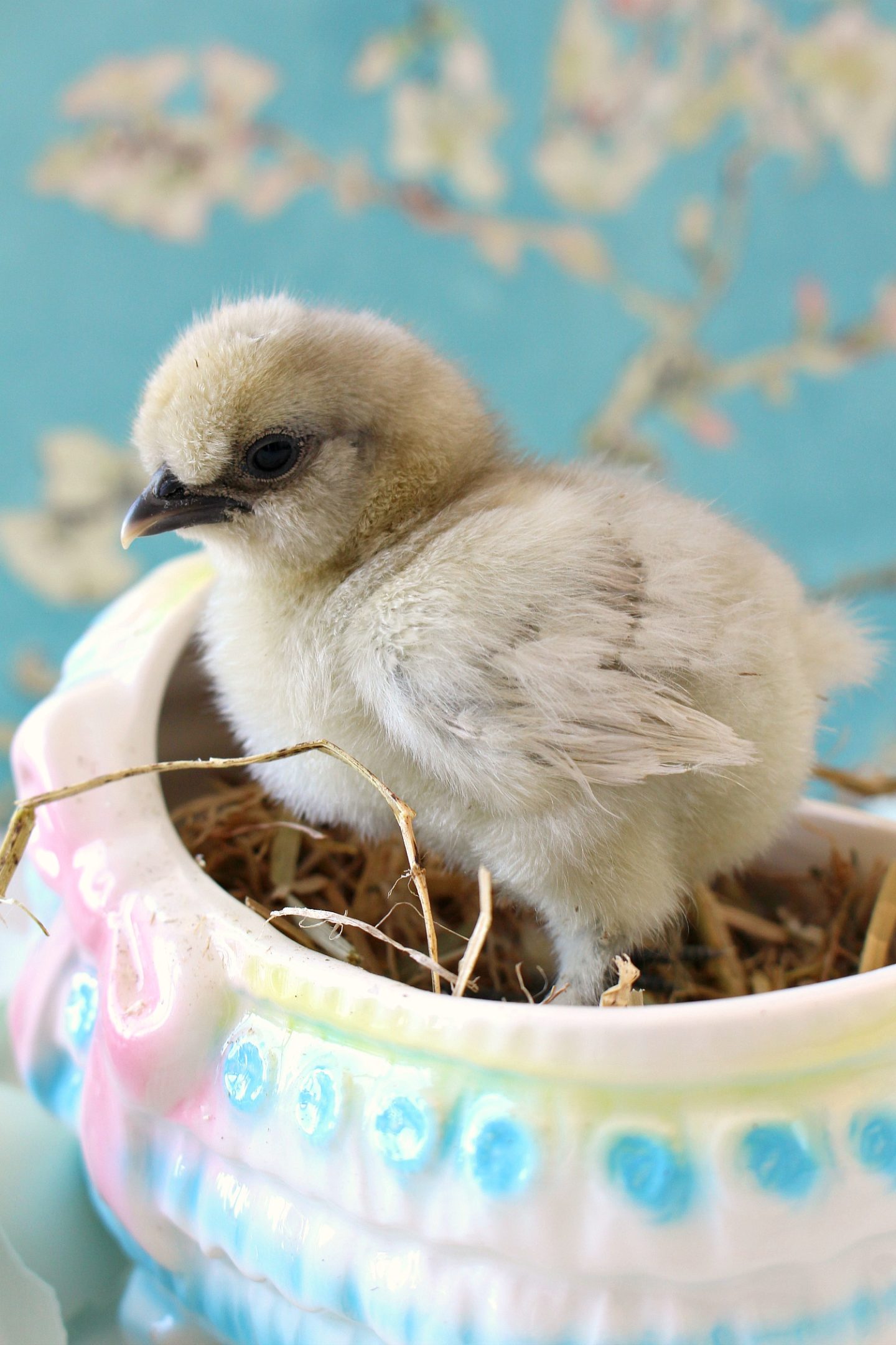 Spring Baby Chick Photos | We Got a New Batch of Chicks!