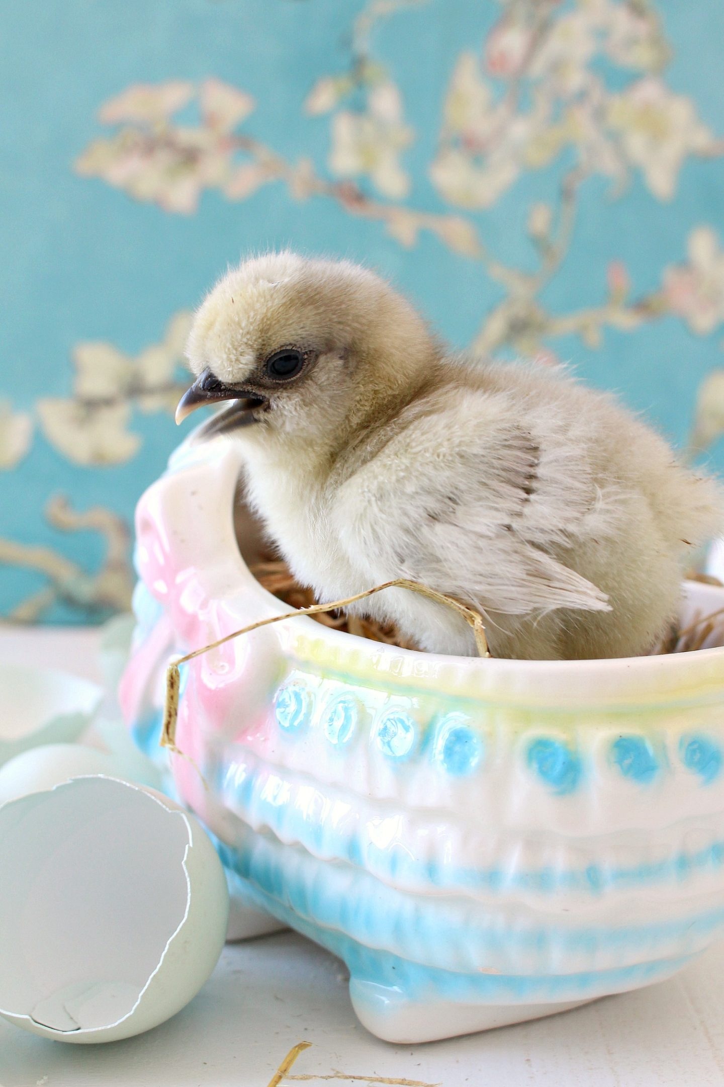 Spring Baby Chick Photos | We Got a New Batch of Chicks!