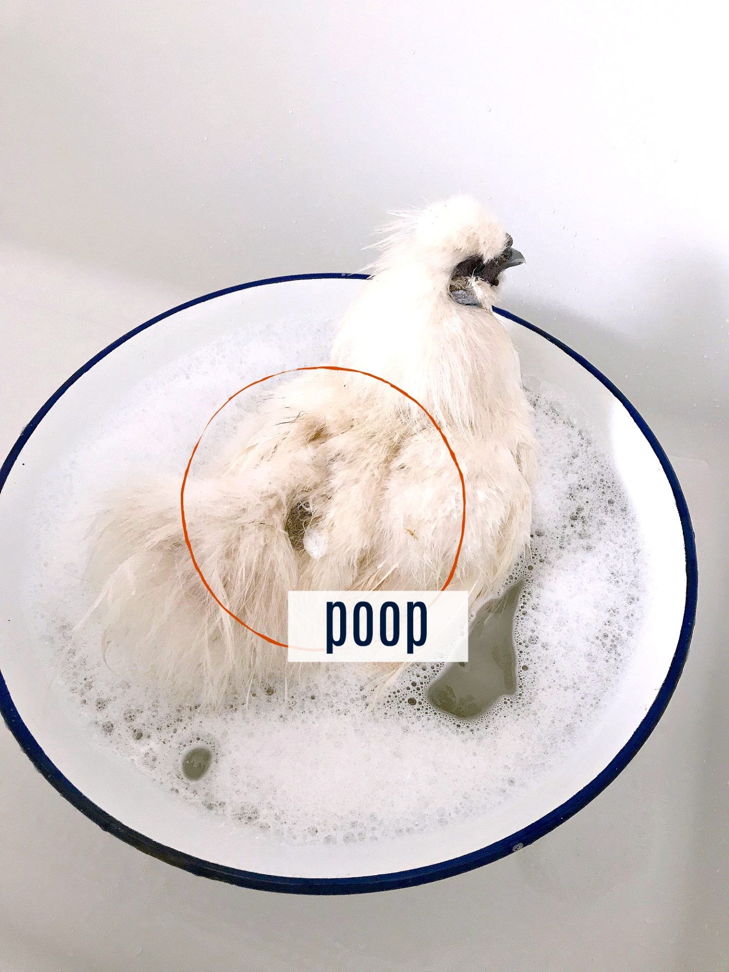 How to Bathe a Chicken