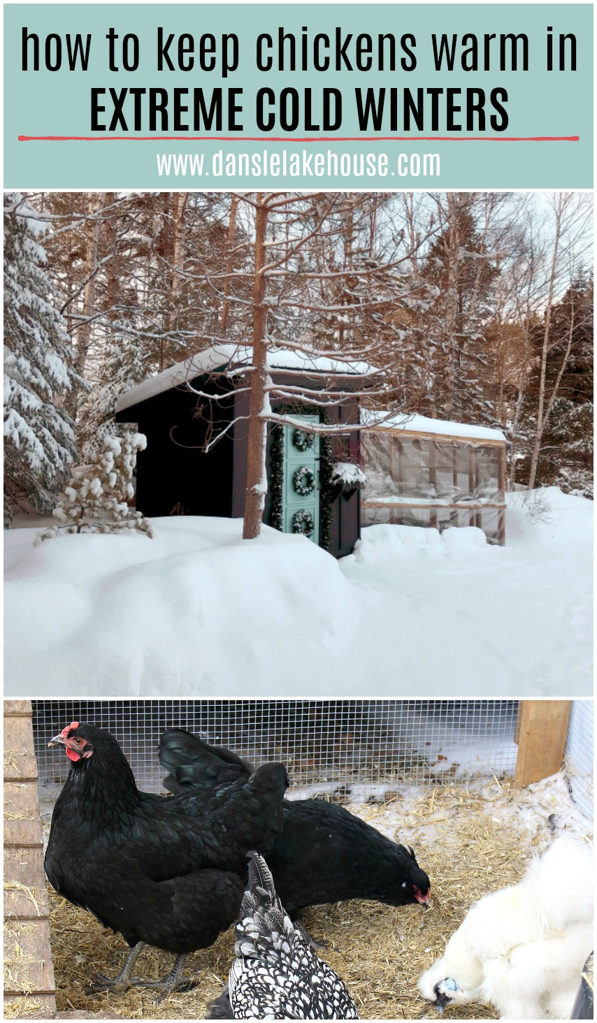 how to keep chickens warm in extreme cold winters