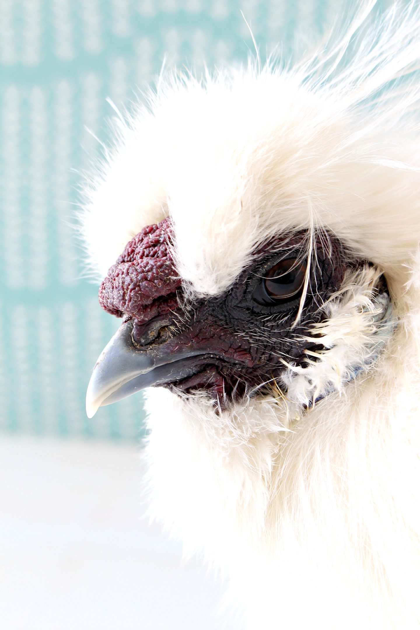 Silkie Rooster Comb Color