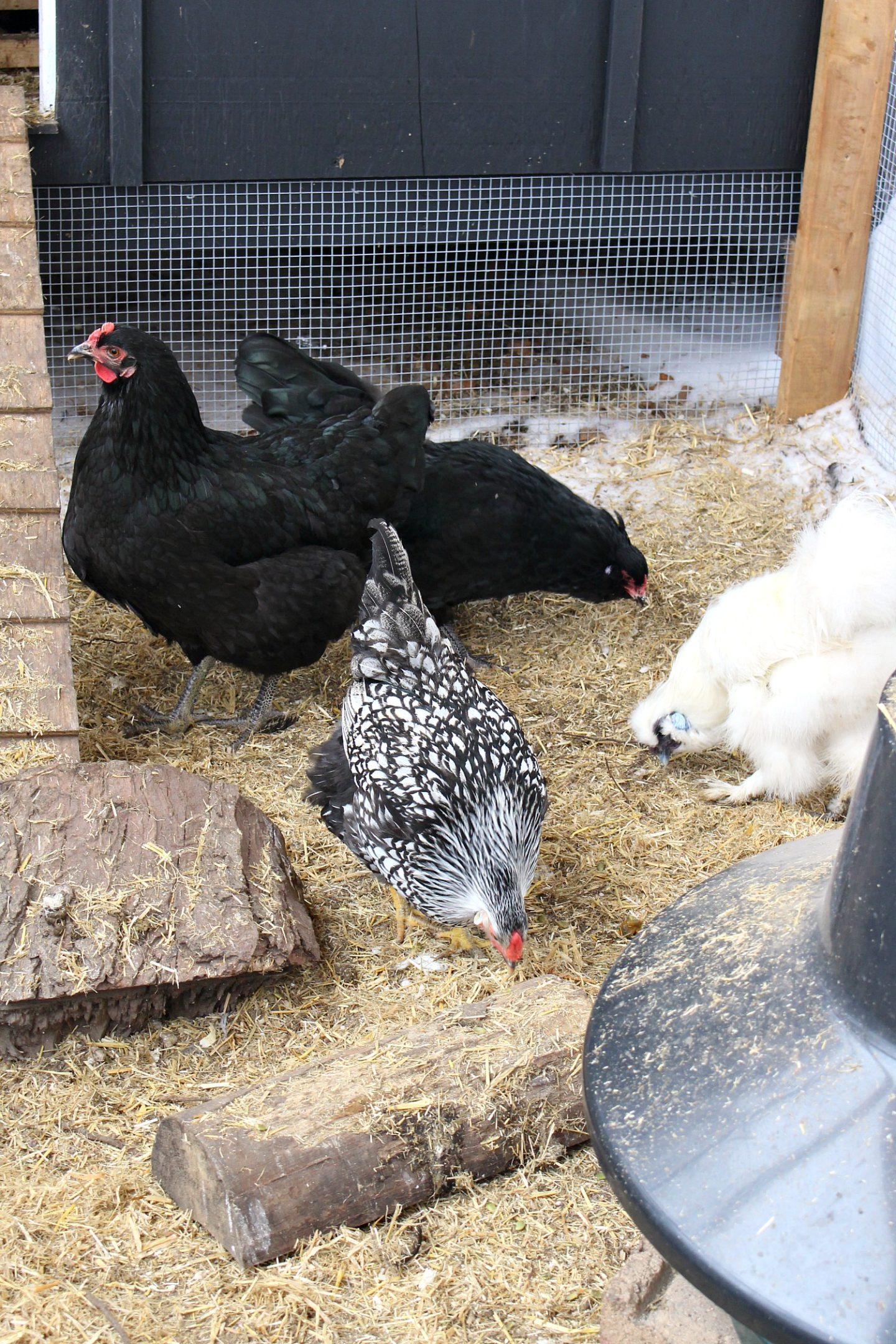 How We Keep Chickens Warm in Extreme Cold Winter Weather