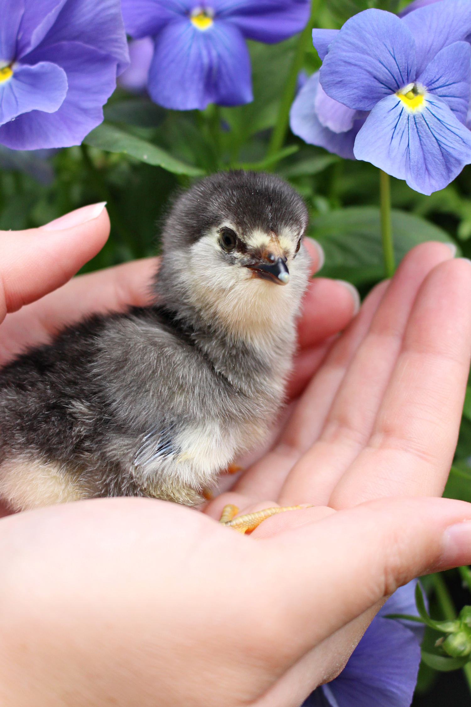 Day Old Chick Photos