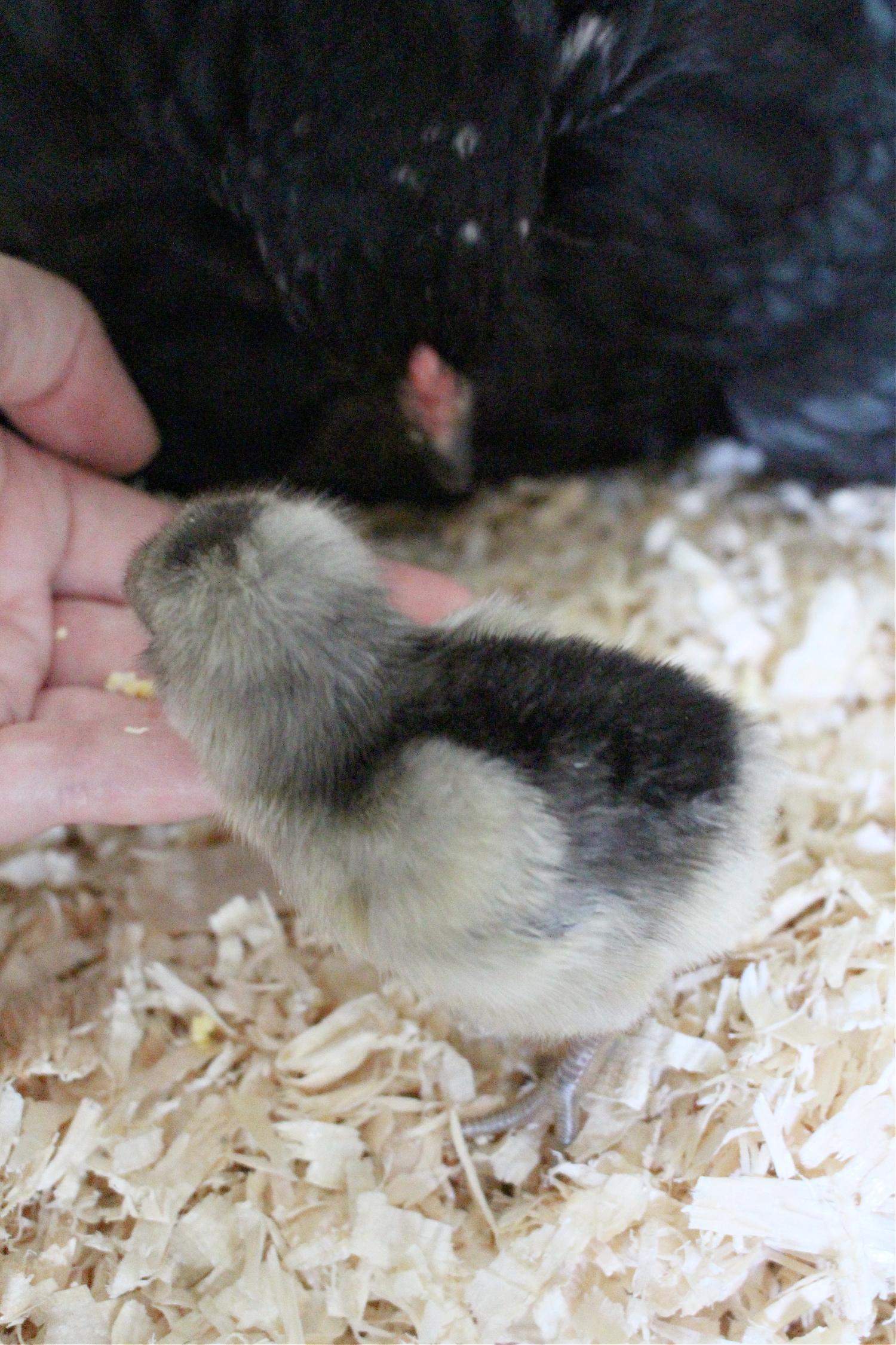 Chicks Hatched Under Broody Chicken
