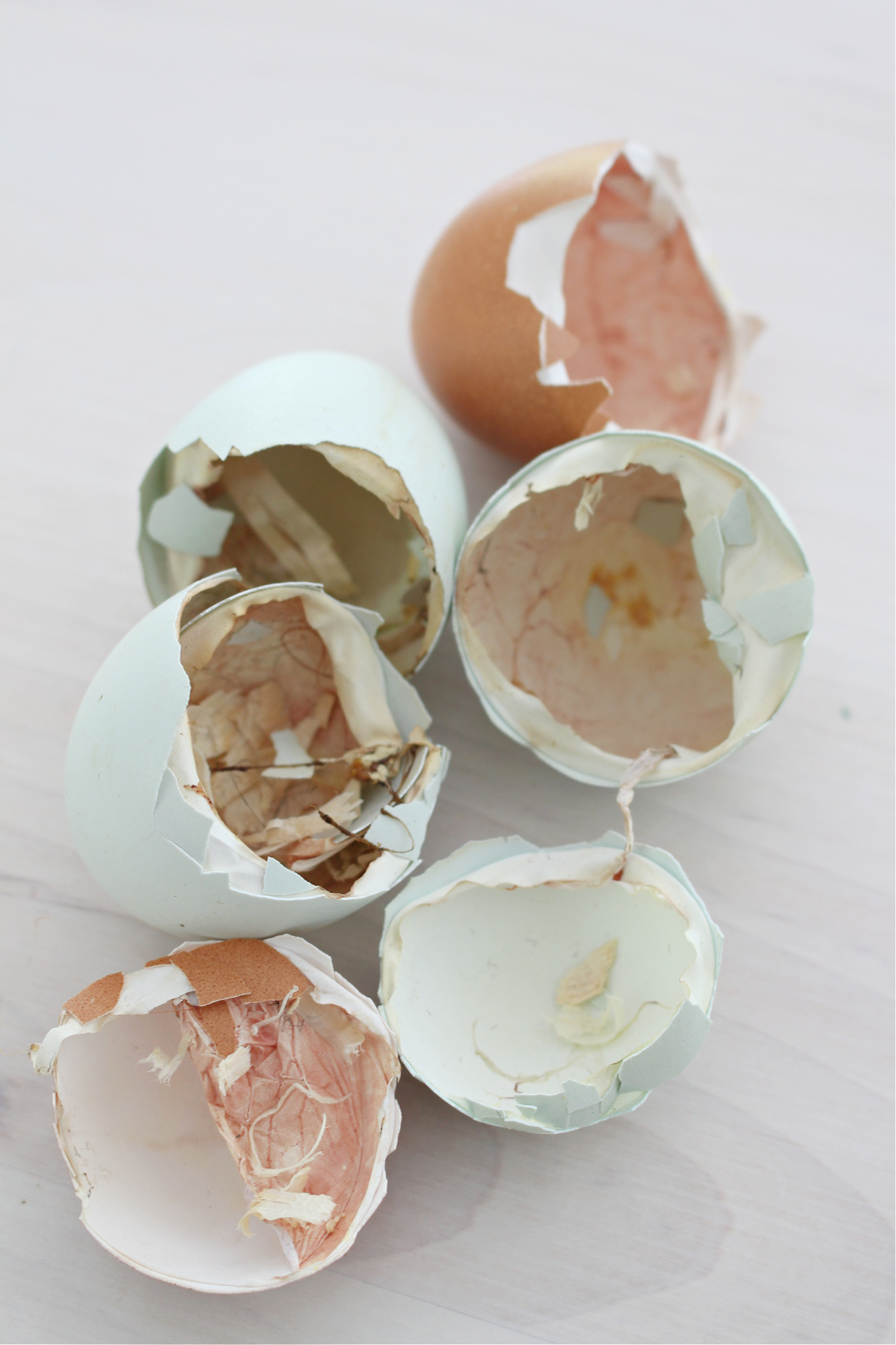 Empty Shells from Hatched Chicks