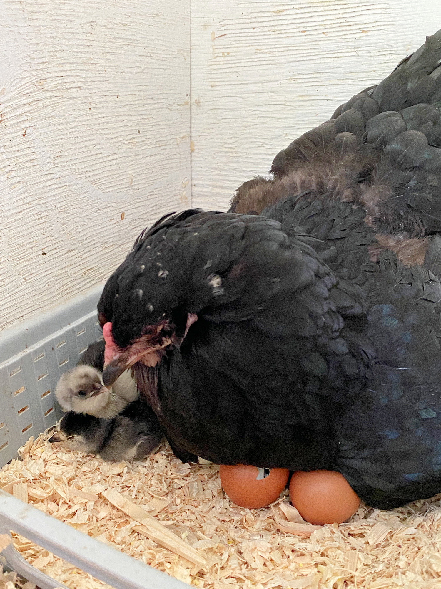 Hatching Eggs Under Broody Hen