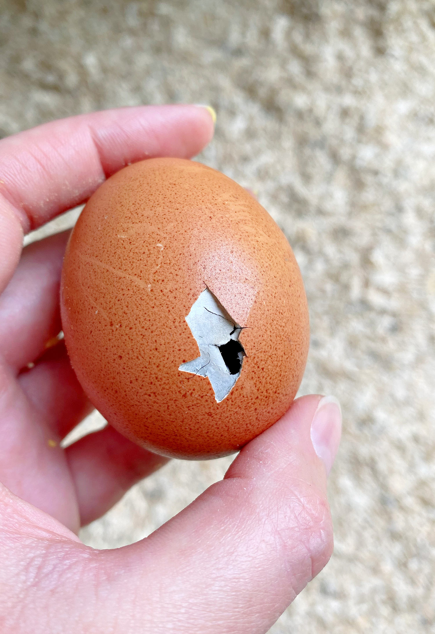 Chicken Egg Hatching