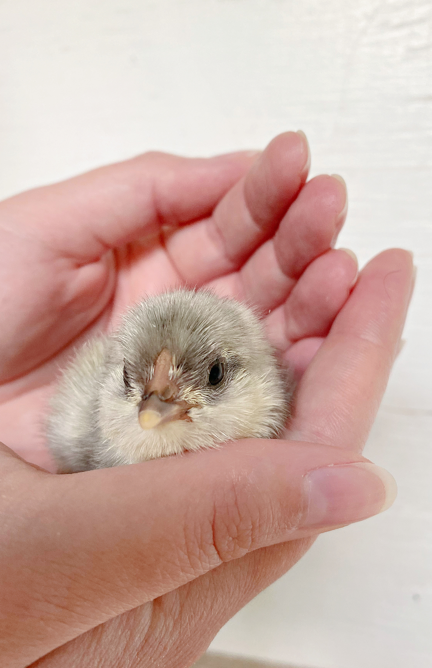 Newly Hatched Chick