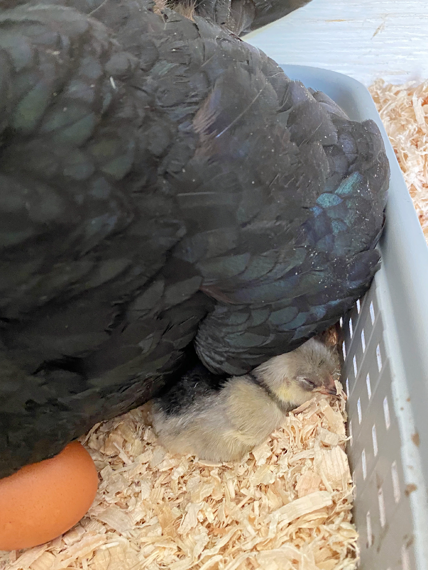 Hatching Eggs with a Broody Hen