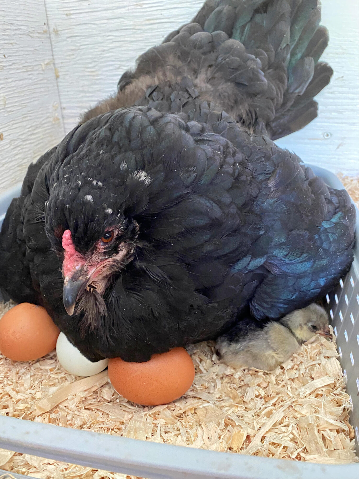 Hatching Eggs with My Broody Hen
