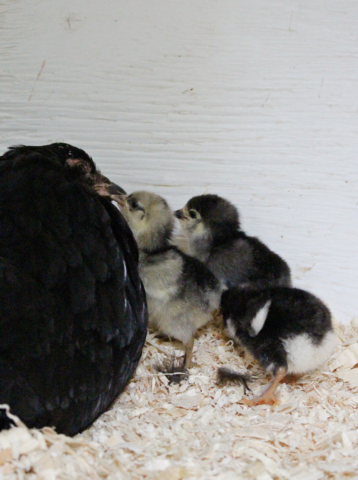 Chicks Hatched Under Broody Chicken