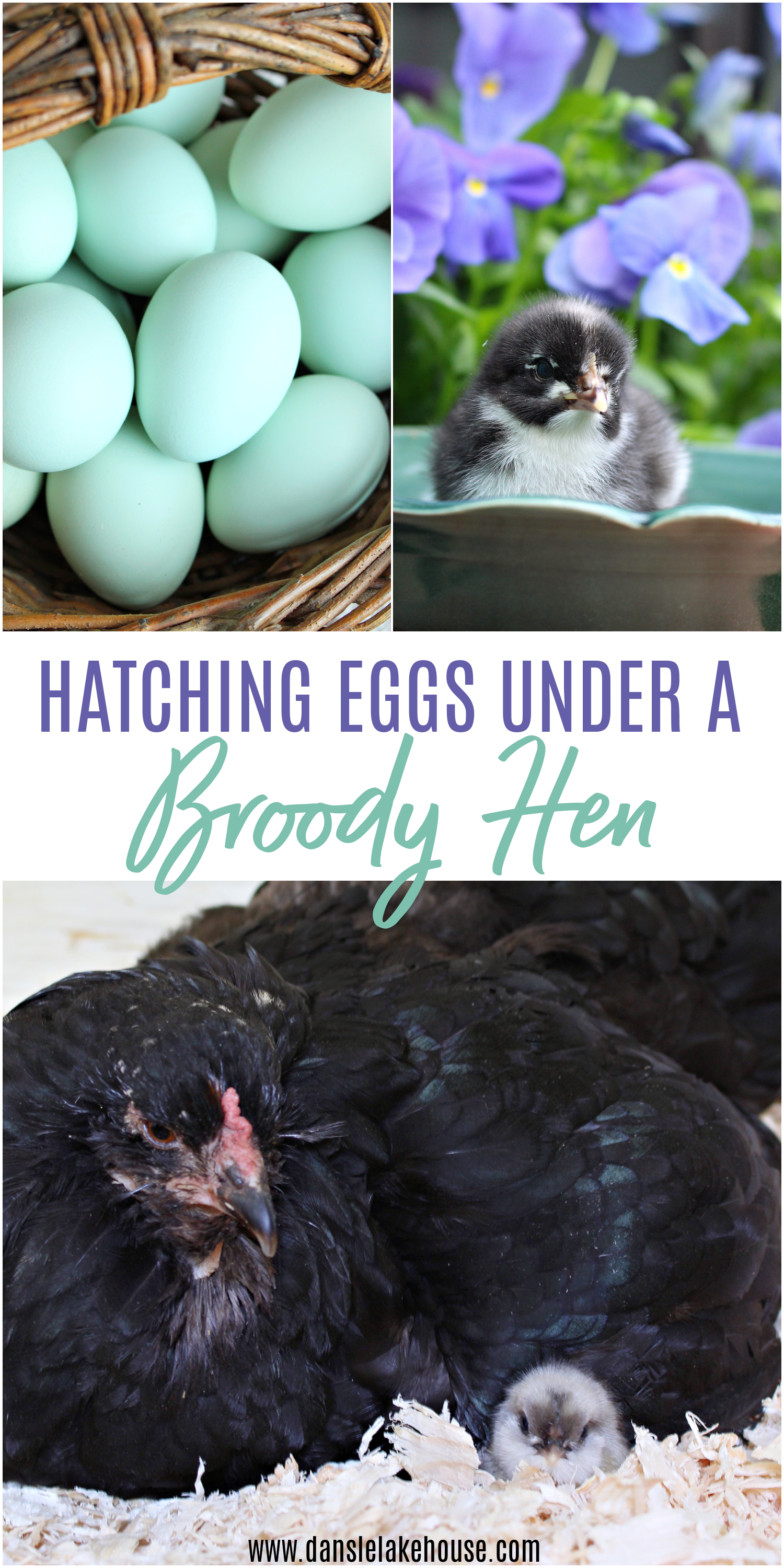 Hatching Eggs Under a Broody Hen