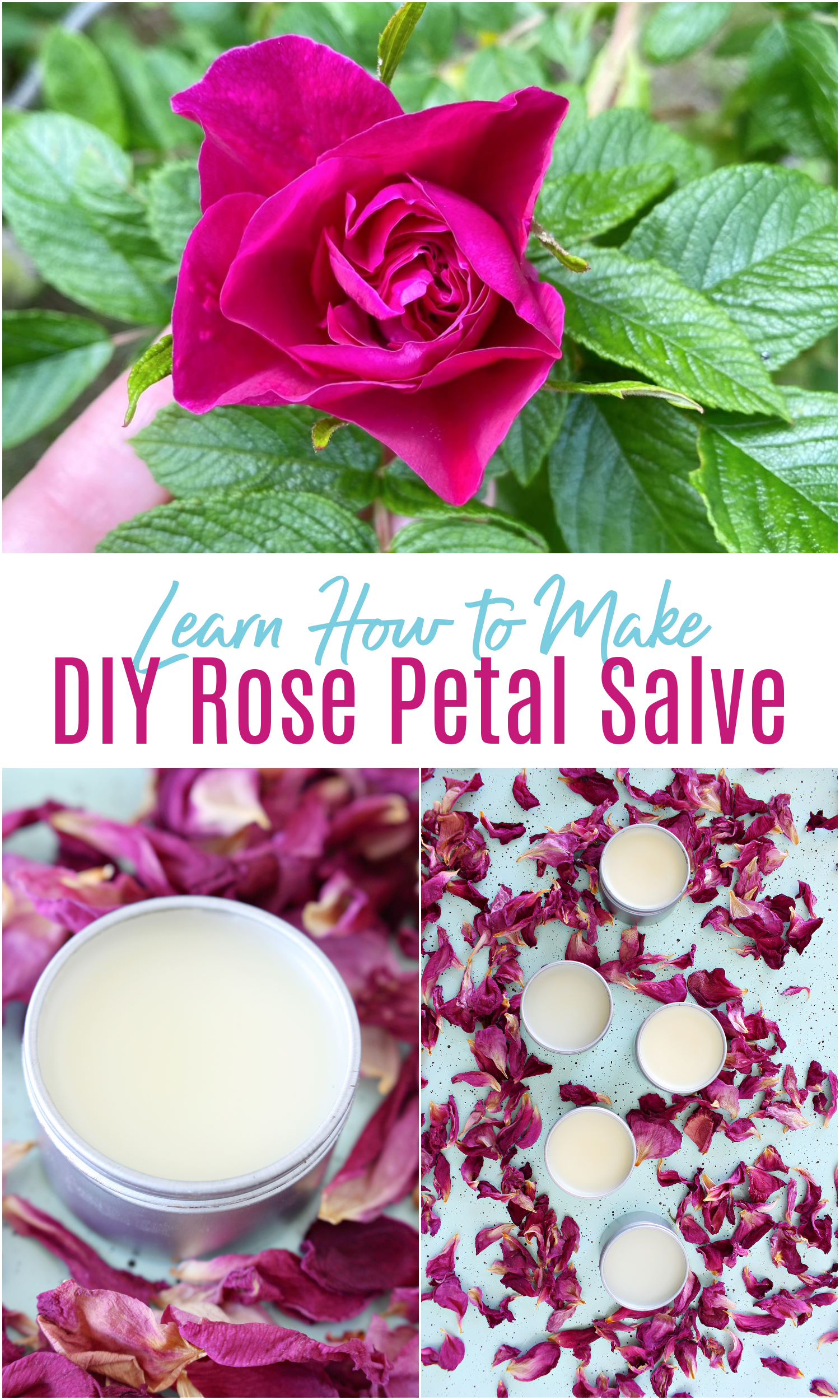 Learn How to Make DIY Rose Petal Salve