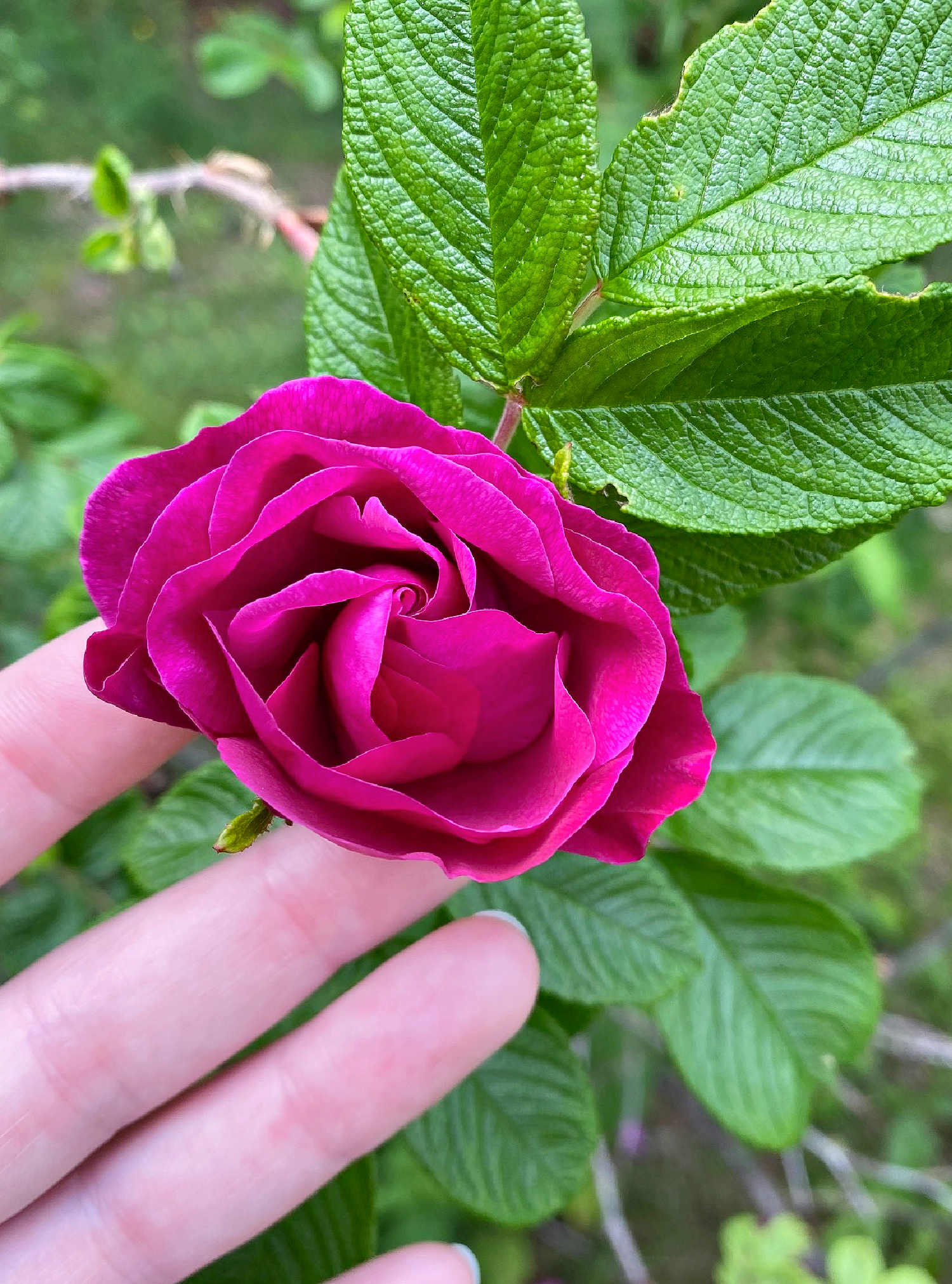 Pink Backyard Roses